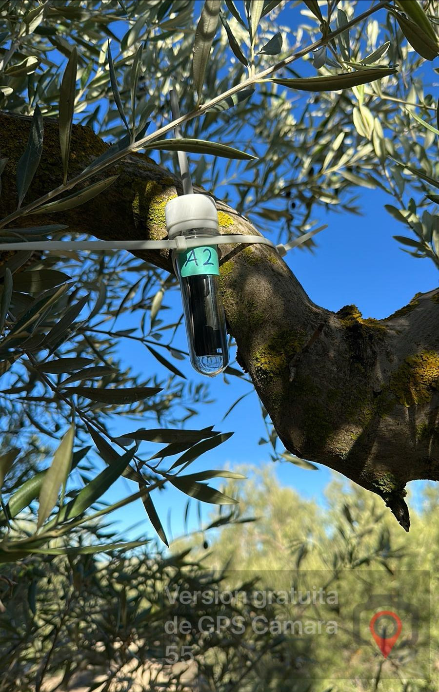 Sensor mounted on olive tree branch
